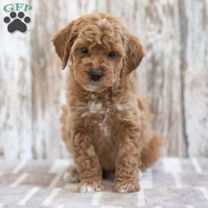 Henrietta, Mini Labradoodle Puppy